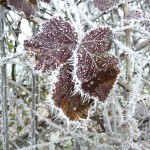 givre-feuilles-rouges