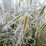 givre-bambou