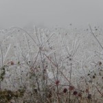 givre-corbeau-2